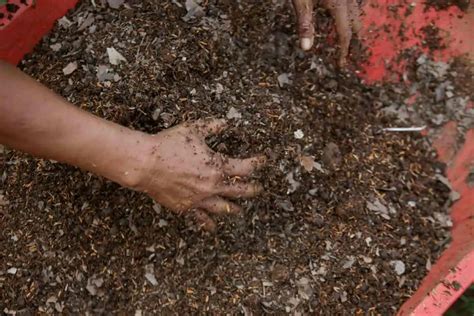 How to Use Vermicompost in Potted Plants .
